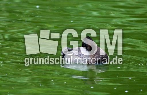 Bergente (8 von 12).jpg